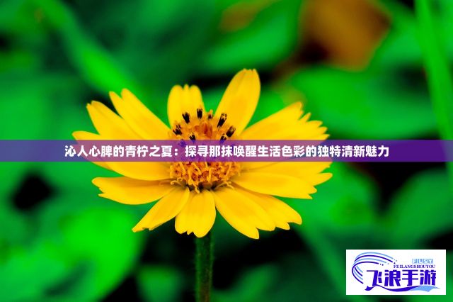 沁人心脾的青柠之夏：探寻那抹唤醒生活色彩的独特清新魅力