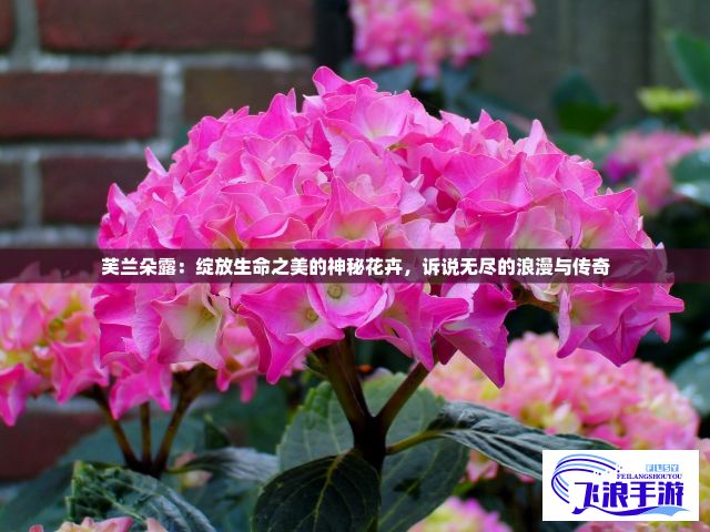 芙兰朵露：绽放生命之美的神秘花卉，诉说无尽的浪漫与传奇