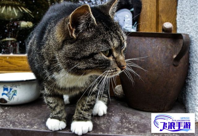 探寻生活之色彩：从宠物色猫的独特肤色理解遗传物理学的奥秘