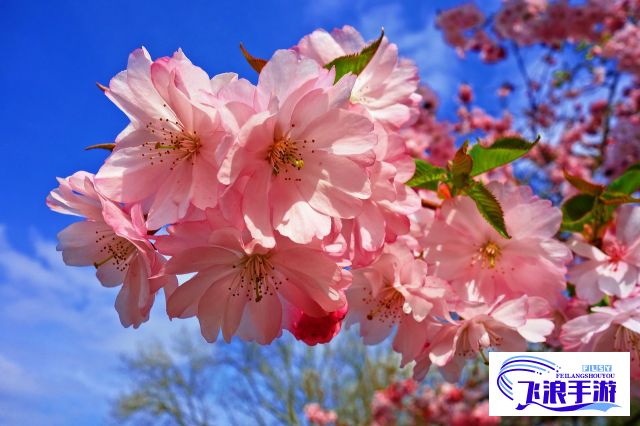 粉色水蜜桃与日本樱花的区别：颜色、形状、生长环境和文化象征解析