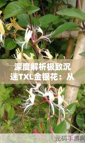 深度解析极致沉迷TXL金银花：从源于古草本植物的神秘功效到现代保健应用中的重要价值