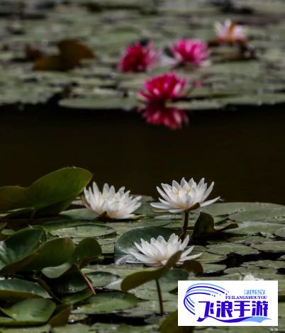 婷婷六月色盛放，邂逅鲜花与艳阳：走进初夏的浪漫花海，感受生命的绚烂多彩。