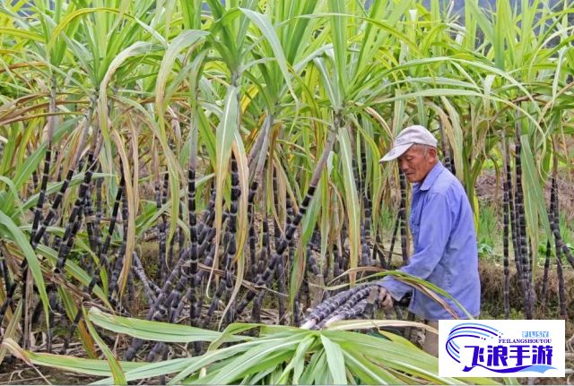 (甘蔗厂地) 揭秘《甘蔗地里公与小娟》：从甘蔗收获季节谈起，透析情感纠葛如何影响心理健康