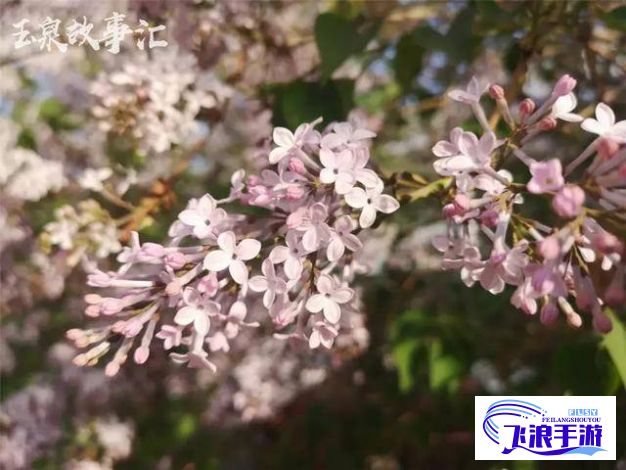 以色婷婷丁香盛开：花语传情，探寻古人对丁香的情感寓意与文化价值