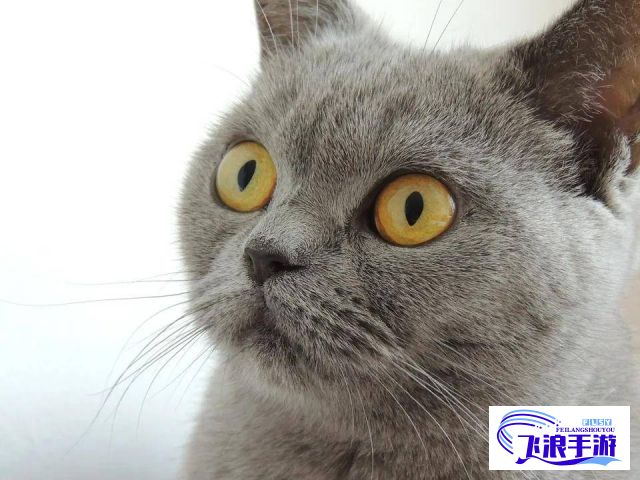 (以色为饵猫耳fm第二期) 以色猫展现梦幻色彩：揭秘它们独特毛色背后的进化生物学奥秘