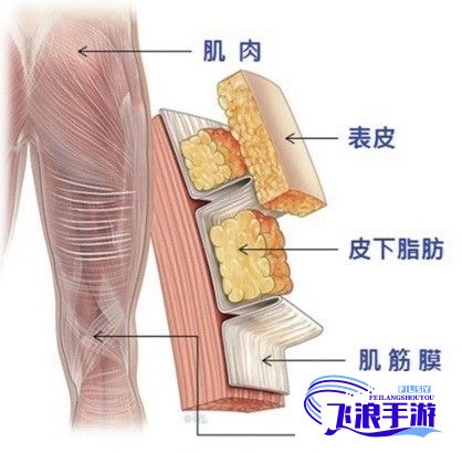 (深度按摩7) 深度按摩全解析：解锁全身的终极放松之道，释放肌肉紧张，重燃活力！