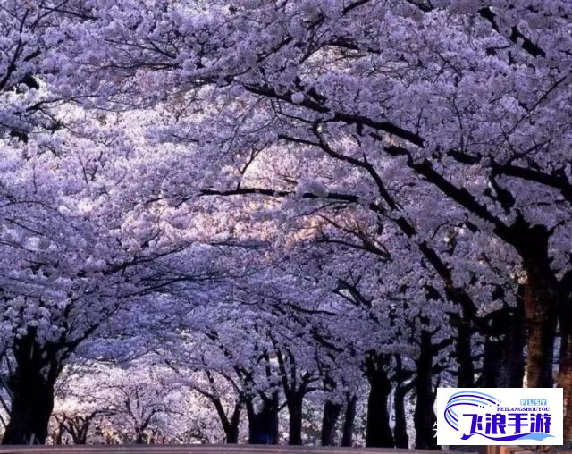 【樱花盛开的季节】揭秘风车动漫中最动人的樱花场景，感受浪漫的视觉盛宴！如何捕捉那短暂而美丽的瞬间？